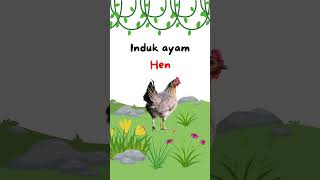 Bahasa Inggrisnya ayam betinainduk ayam dan pengucapannya hewan animals binatang ayam [upl. by Ramso]