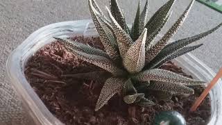 Haworthia Attenuata Radula [upl. by Fox]