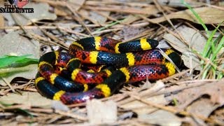 Coral Snake Vs Milksnake [upl. by Haidabej]