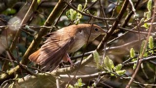 Nightingale Luscinia megarhynchos [upl. by Canfield]