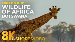 8K HDR Wildlife of Okavango Delta amp Nxai Pan National Park  Short Animal Film [upl. by Santana]