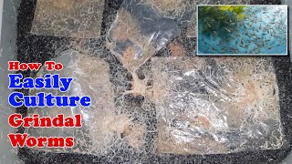 How To Easily Culture Grindal Worms  Unlimited Live Food for Fish [upl. by Oidualc]