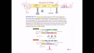 Structure of mRNA [upl. by Shevlo]