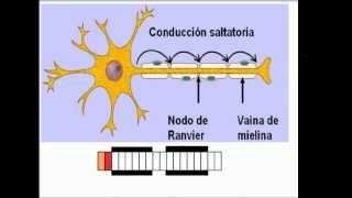 TIpos de axones amielinico y mielinico [upl. by Hsevahb]