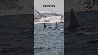 Orcas in Skjervøy ❄️ trending travel winter shorts vikings music [upl. by Booth]