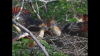 Hoatzin the flying cow only feeds on leaves [upl. by Ninnetta]