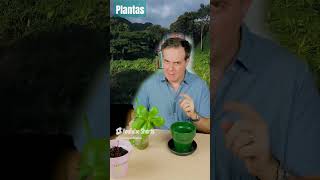 Trasplantando Cotyledon Orbiculata y plantando Aguacate plantas [upl. by Rubin]