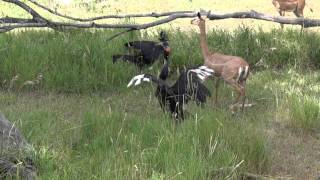 Gerenuk Vs Ground Hornbill [upl. by Aneetsyrk858]