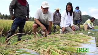 10 IRRI Agronomy Challenge 2 Measuring the Components that Determine Grain Yield 1 April 2013 [upl. by Arymas]