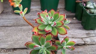 Succulents  How to Identify the Echeveria Pulvinata Ruby Blush [upl. by Ynamad238]