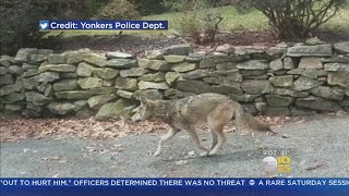 Coyote Tests Positive For Rabies [upl. by Noel]