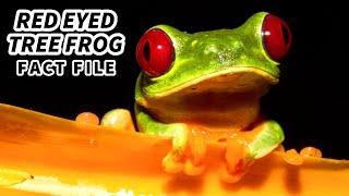 Red Eyed Tree Frog Facts WHY the RED EYES  Animal Fact Files [upl. by Mcknight]