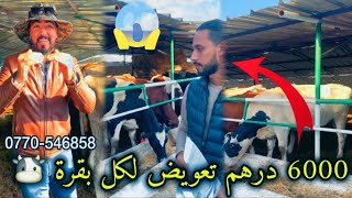 6000 درهم تعويض لكل بقرة 🐮 YasserVlogs [upl. by Haggerty]