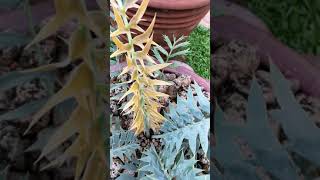 Encephalartos horridus high quality [upl. by Anires270]