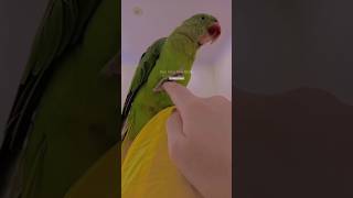 islamicshorts modesty islamicattire islaminspiration motivationalexandertalkingparrot viral [upl. by Roselia199]