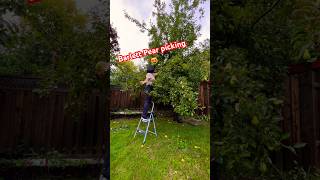 Barlett Pear Picking is fun 🤩 pear fruit harvesting funactivites naturelovers peartree [upl. by Meryl]