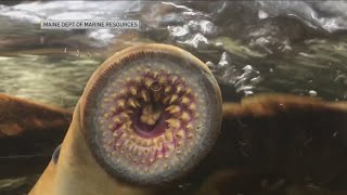 Researchers Looking for Invasive Sea Lampreys in Cattaraugus Creek [upl. by Bell]