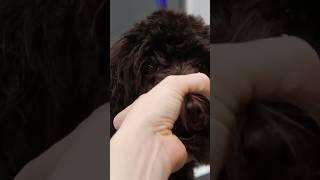 Australian Labradoodle Puppy Grooming 😍 australianlabradoodle puppy dog pets doggrooming [upl. by Ysied]