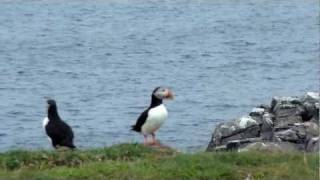 PUFFINS ROCK [upl. by Niwroc]