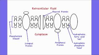 241 Draw and label a diagram to show the structure of membranes [upl. by Barde42]