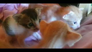 Baby Kittens UpdateEyes Open Started Walking Exploring The World [upl. by Dare]