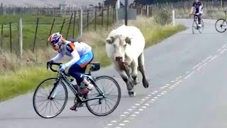 MOMENTOS ENGRAÇADOS DE VACAS ATACANDO CICLISTAS [upl. by Aidnac]