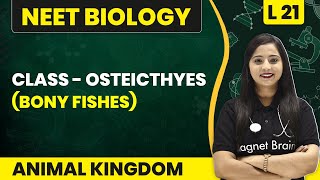 Class  Osteichthyes Bony Fishes  Animal Kingdom  L21  NEET Biology [upl. by Illene]