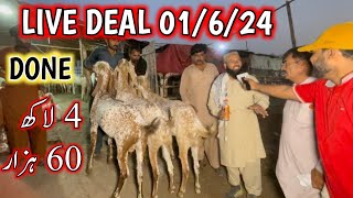 Live Deal in Bakra Mandi  bakra mandi 2024  Deal Done [upl. by Roybn]