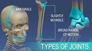 Anatomy and Physiology of Articulations Joints [upl. by Atterahs174]