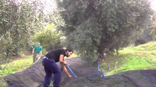 Raccolta delle olive con abbacchiatore [upl. by Magdau]