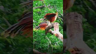 Hoatzin  The Tropical Bird Resembling a 🦖 [upl. by Dorej]