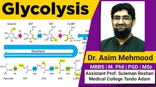 Glycolysis  Hindi  Urdu [upl. by Ynney]