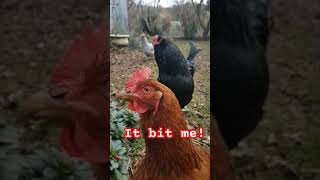 Chicken Attack Too Close for Comfort 🐔 shorts farming chicken rooster [upl. by Delphinia]