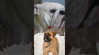 doberman vs pitbullEnglish mastiff bulldog youtubeshorts [upl. by Anitniuq]