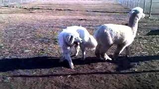 Alpaca playing and tackling a 150lb Great Pyrenees [upl. by Tynan]