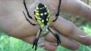 Feeding a Huge Spider The Yellow and Black Garden Spider Spidey Fridey Pt 1 [upl. by Rehpotsirk]