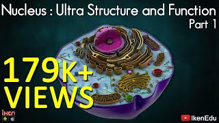 Nucleus Ultra structure and Function  Part 1  CBSE  ICSE  iKen  iKen Edu  iKen App [upl. by Anawahs808]