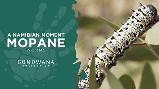 Mopane Worms a Namibian Delicacy [upl. by Lakym233]