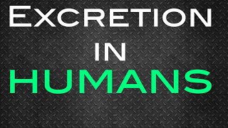 Excretion in Humans Igcse Biology [upl. by Entirb]