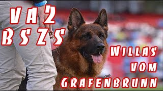 VA2 BSZS Willas vom Grafenbrunn in China   OuWeijie Kennel GSD [upl. by Paff236]