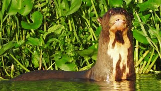 Kayak por el Río Negro Pantanal Paraguay  Bolivia [upl. by Opal]