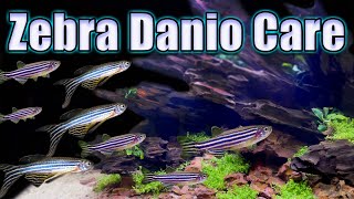 Is The Zebra Danio Really a Beginner Fish Care and Breeding [upl. by Rakso]