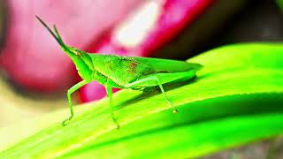 Grasshoper activity insects youtubesearch insectopedia123 Insectopedia123 [upl. by Oicnerolf229]