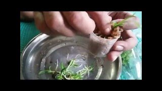 Growing Orchids from Seed Germination Orchids Care Tips [upl. by Anires]