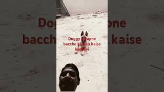 Dekho kutte ka baccha kaise gir Gaya aur kitni help kar r dog [upl. by Koetke]