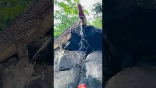 മുതലപാറൽന്ന് 😳മീനിന്റെ വായിലോട്ട് playstation crocodile fish water kidsvideo waterfall kids [upl. by Langley]