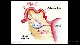 Ovary relevant anatomy and functions [upl. by Samul]