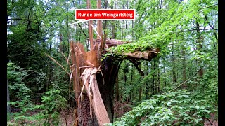 Joggingtour am Weingartsteig und in den Wäldern dahinter am 130524 [upl. by Ystap]