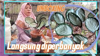 Unboxing calathea lansung di perbanyak  how to multiply calathea and how to care for it 🌱 [upl. by Darryl]