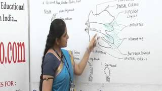 Parapodia Lecture BSc Biotechnology by Ms Priyanka khan [upl. by Aronid447]